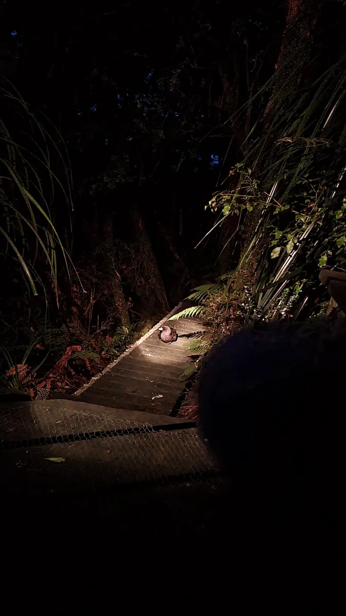 A boardwalk through bush at night, lit from the ground by a single small luminaire that throws light across the ferns and the timber ahead.