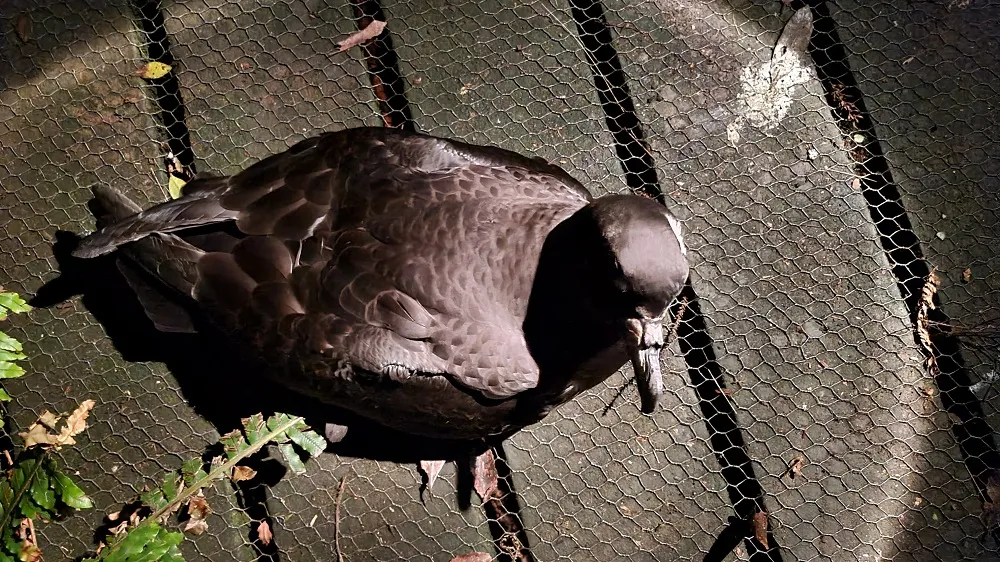 A Westland petrel standing on a wire mesh boardwalk, dark brown all over with a pale bill, looking down at the deck.