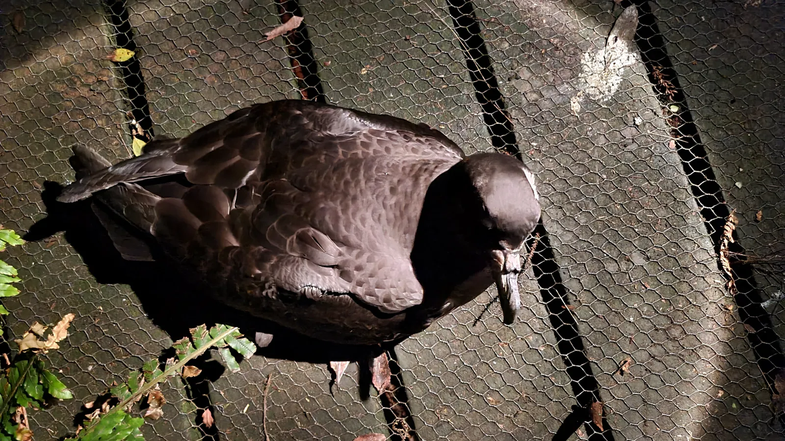 Westland Petrel Colony Tour