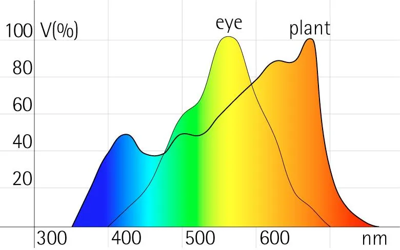 A chart comparing what the eye sees with what a plant uses, plotted from 300 to 700 nanometres. The eye's curve peaks in the green around 555 nanometres; the plant's peaks twice, once in the blue and again well into the red, where the eye has largely stopped responding.
