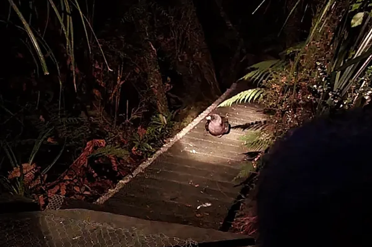 A Westland petrel on the colony boardwalk at night, in a pool of warm light
