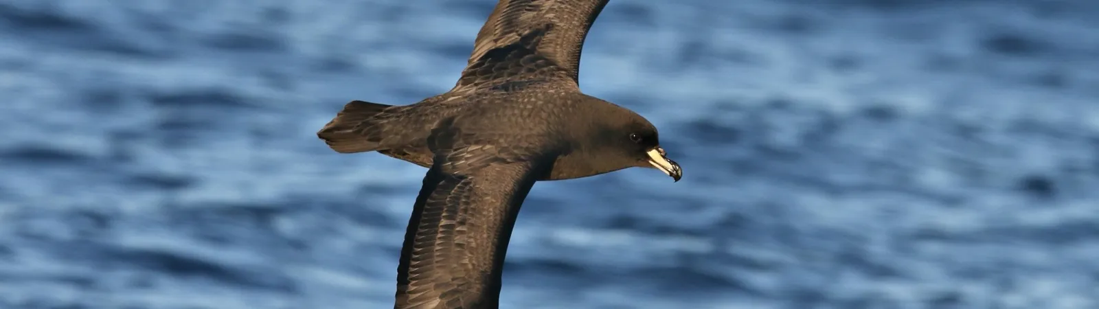 The Petrel Head Story