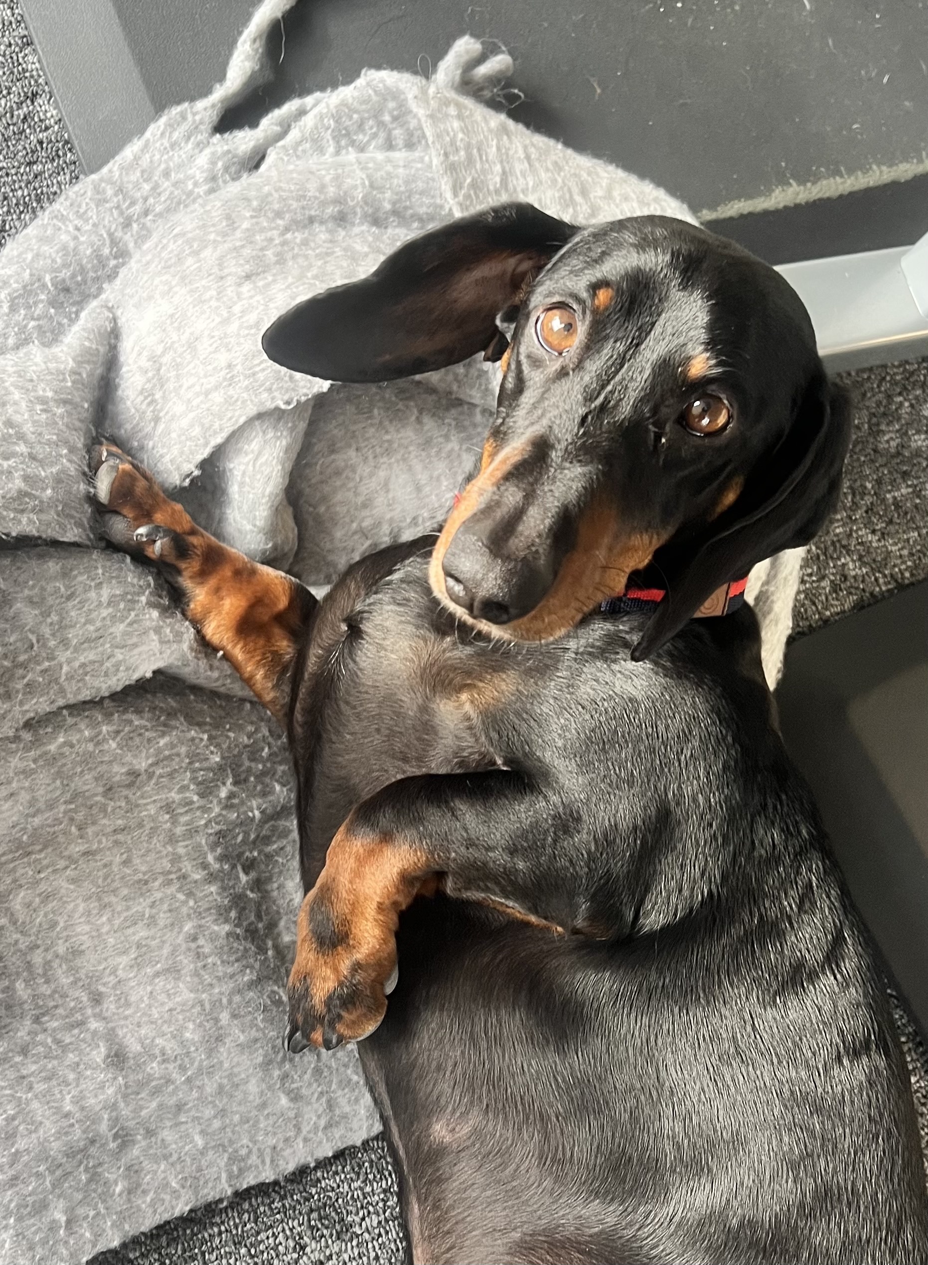 Ernie